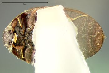 Media type: image;   Entomology 32888 Aspect: habitus ventral view